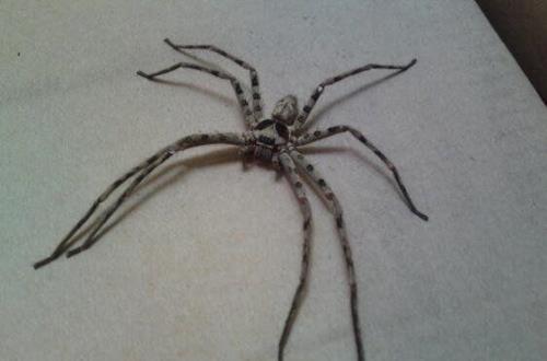 蜘蛛身上一共有几条腿