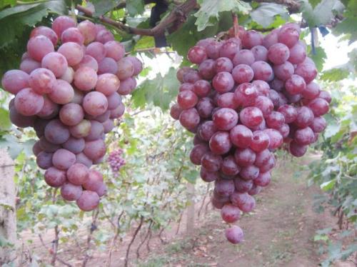 巨峰葡萄有青果是什么问题