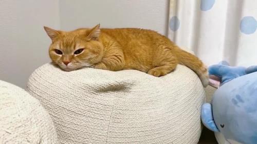 猫吃饱了就不理人怎么办