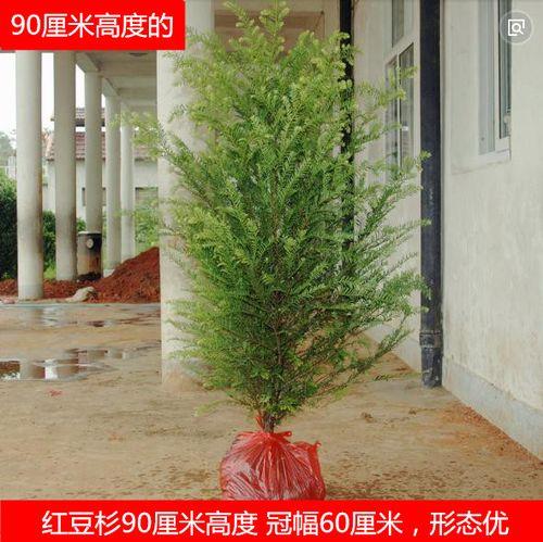 红杉树徐州能种吗