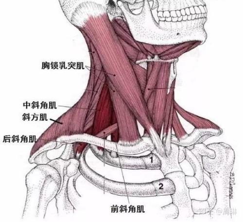 如何放松斜方肌