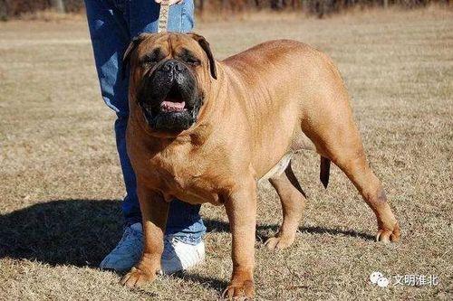 波尔多獒犬的优缺点