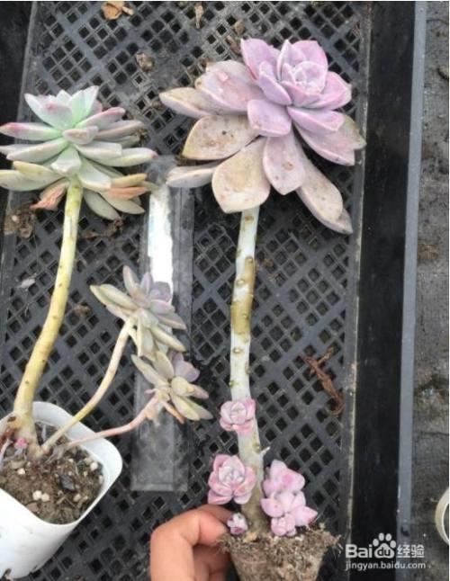 紫乐小苗多大移栽最好