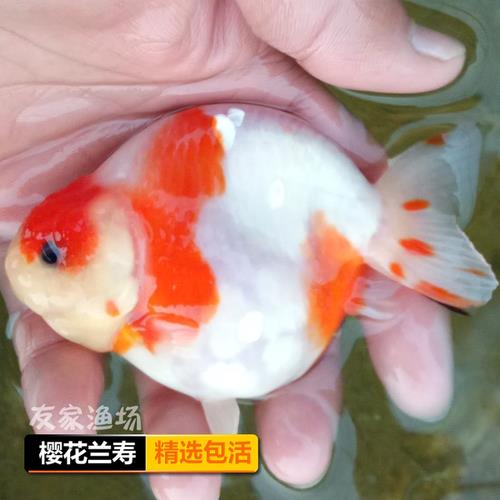 兰寿鱼苗吃什么长得快