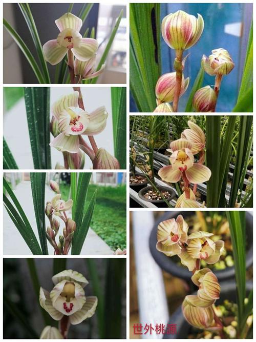 春剑红韵荷介绍