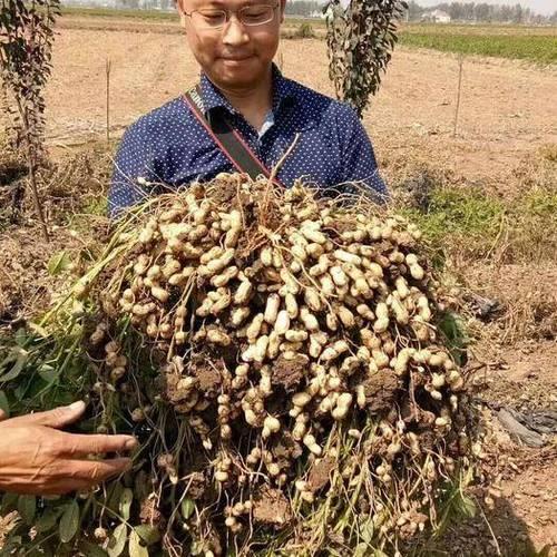 金罗汉花生品种介绍