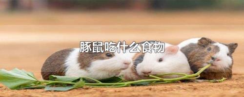 豚鼠能吃肉吗