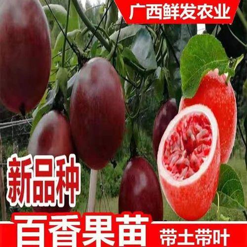 百香果品种产量排名