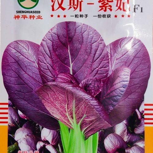 紫色油菜怎么做好吃