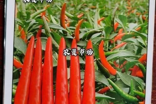 牛霸天和椒多多2号哪个大