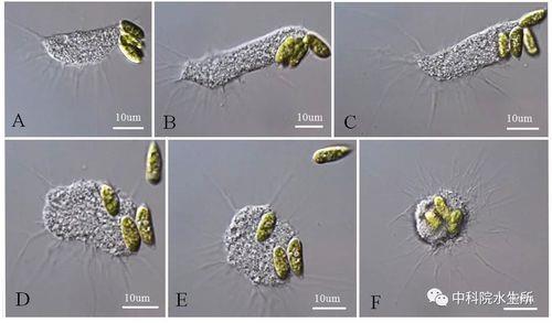 变形虫有核膜么