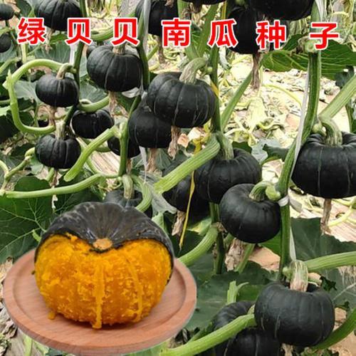 南瓜是哪种植物的种子