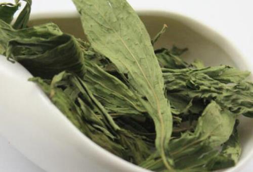 甜叶菊的品种有哪些