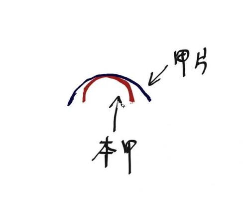 甲片c弧和正常弧的区别