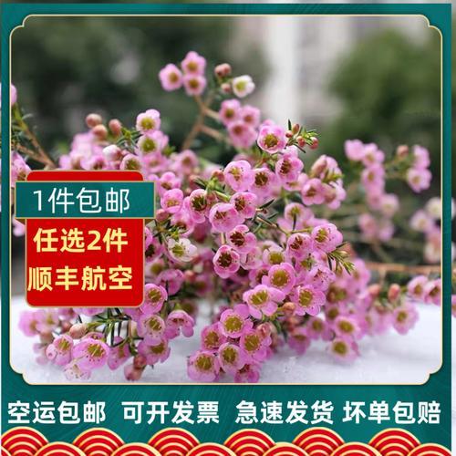 澳洲腊梅可以放卧室吗