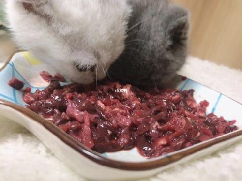 猫可以吃牛肉不