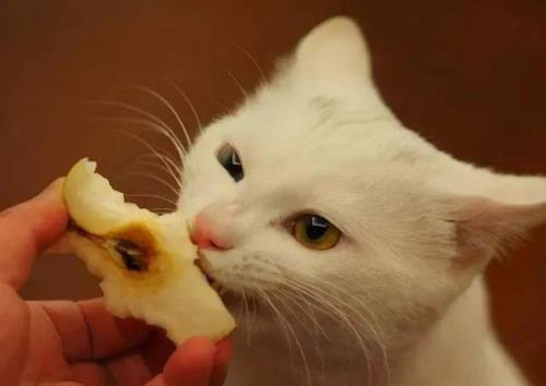 小猫不吃东西，怎么办