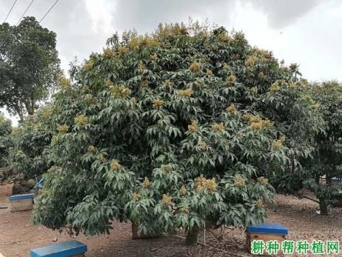 龙眼树太高了怎么矮化