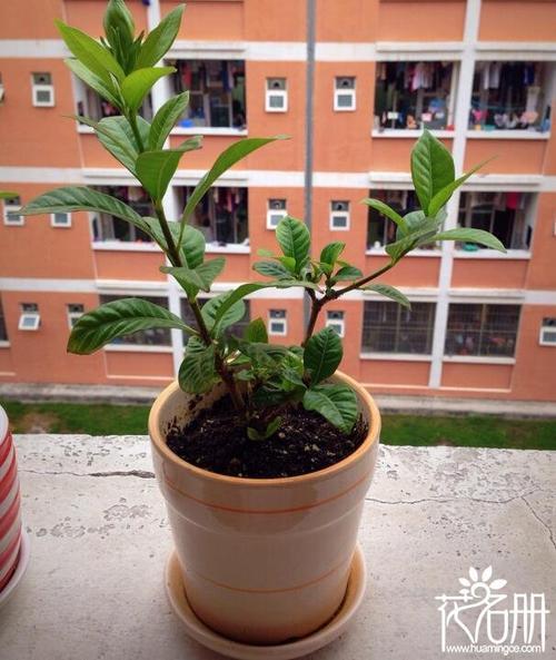 栀子花自吸水的花盆要换盆吗