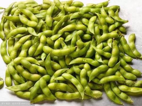 毛豆和黄豆是一种豆吗