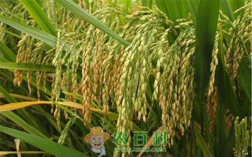 一季杂交水稻口感