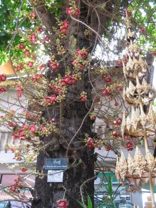 菩提树是什么意思