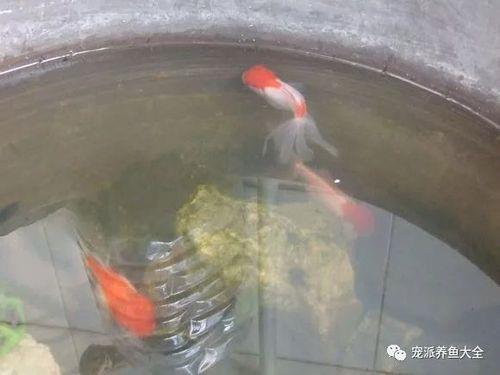 金鱼打包不打纯氧可以吗