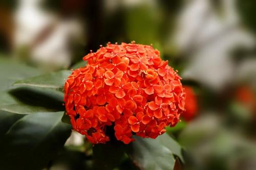 龙船花介绍