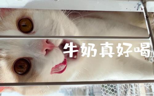 猫咪能喝纯牛奶嘛