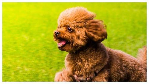 泰迪犬极度害怕的表现