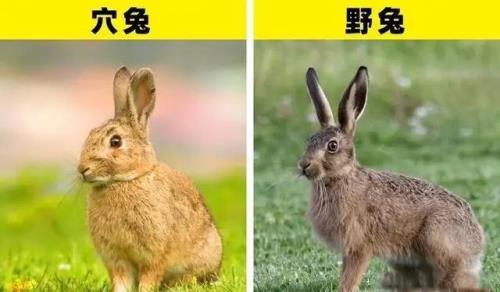 野兔子代表什么意思