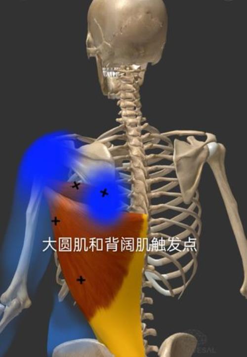 肩中束和前束连接处有个坑