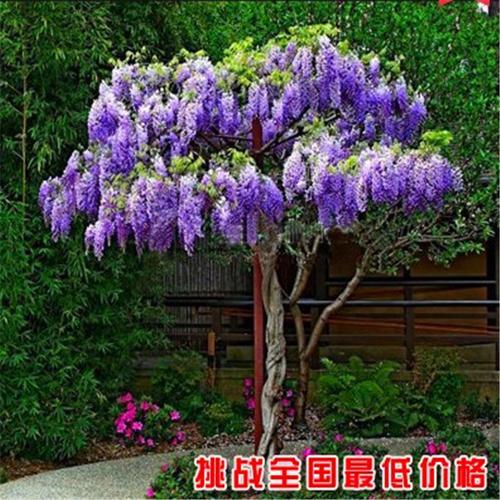 爬藤类花卉可以混种