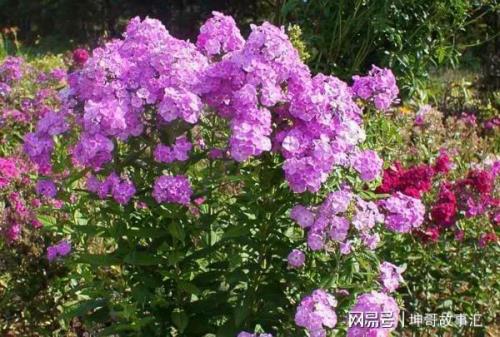十字开头的花名，四个字