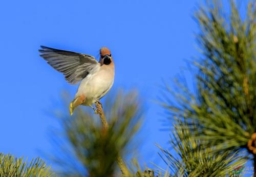 为什么太平鸟突然火了