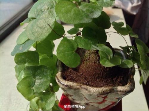 南非龟甲龙怎样控制开裂