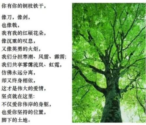 舒婷的致橡树