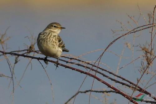 斑鸫和画眉区别