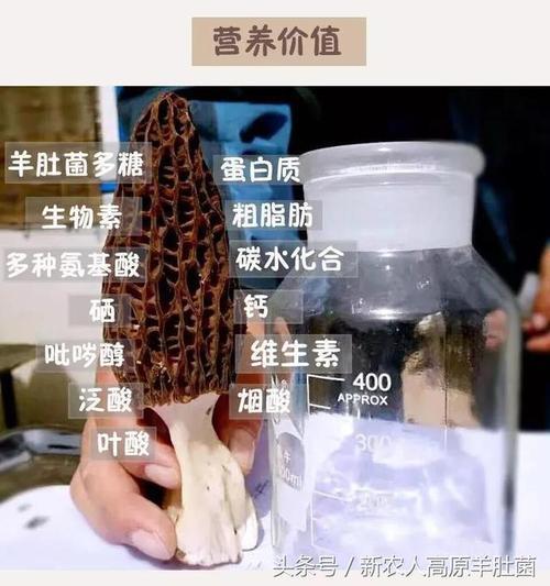 羊肚菌的营养价值