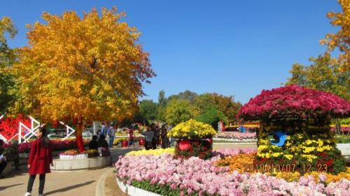 七律观菊花展览有感