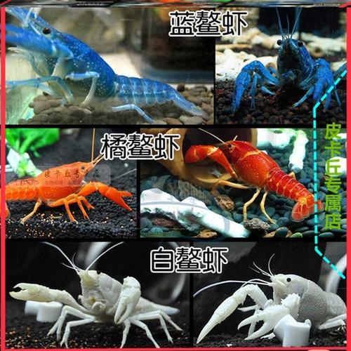龙纹鳌虾好看吗