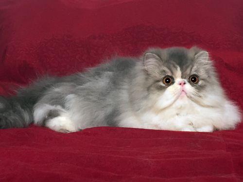 dd猫是什么品种的猫咪