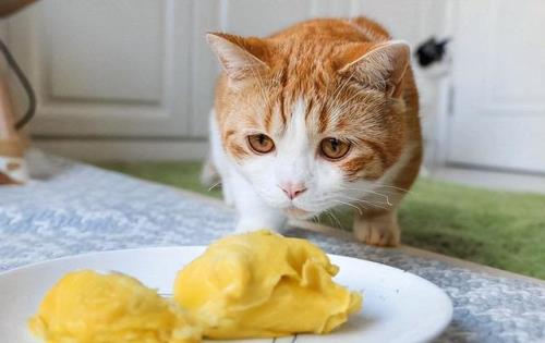 猫能吃油和盐吗