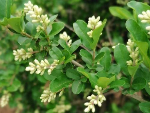 米兰花盆里能放油渣吗