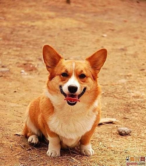柯基犬的智商排第几