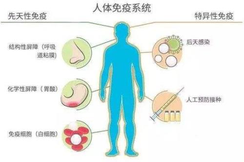 免疫系统有哪些