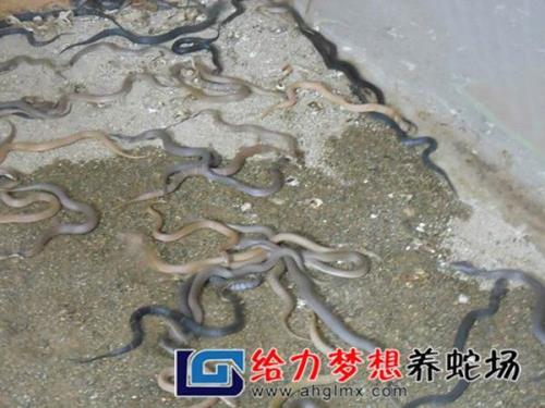 38网眼可以网多大的蛇