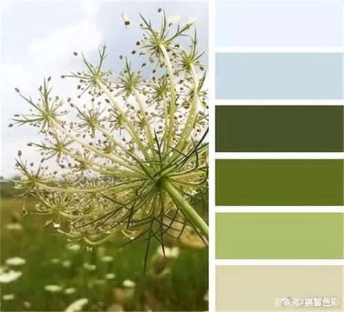 橄榄绿是什么色