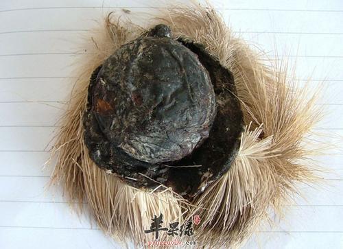 麝香是什么动物身上的