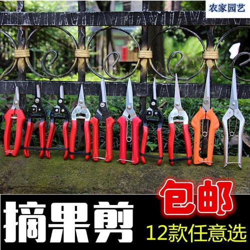 葡萄为什么果枝刚硬